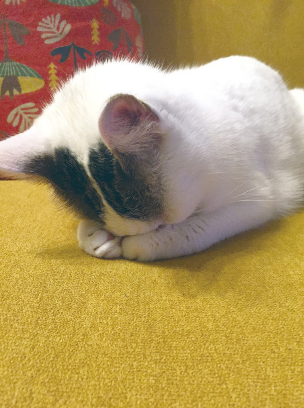 動物,犬,猫,しつけ,飼い方,育て方,病気,健康
