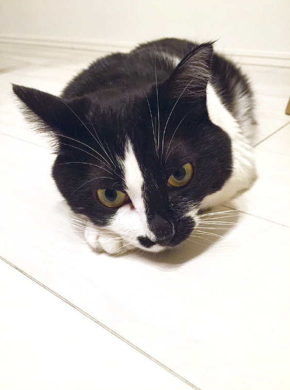 動物,犬,猫,しつけ,飼い方,育て方,病気,健康