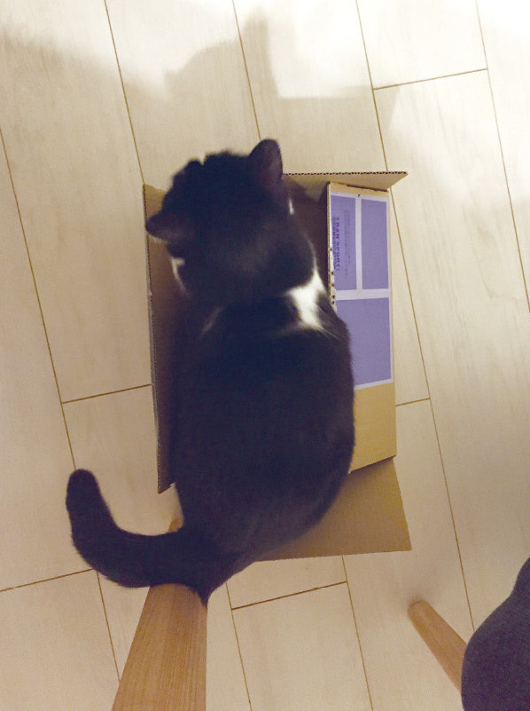 動物,犬,猫,しつけ,飼い方,育て方,病気,健康