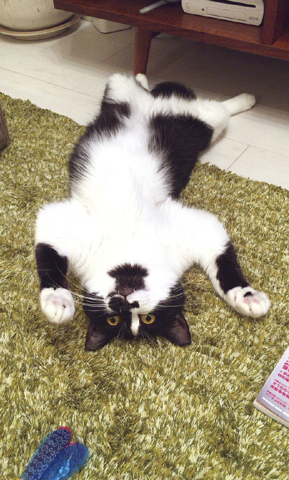 動物,犬,猫,しつけ,飼い方,育て方,病気,健康