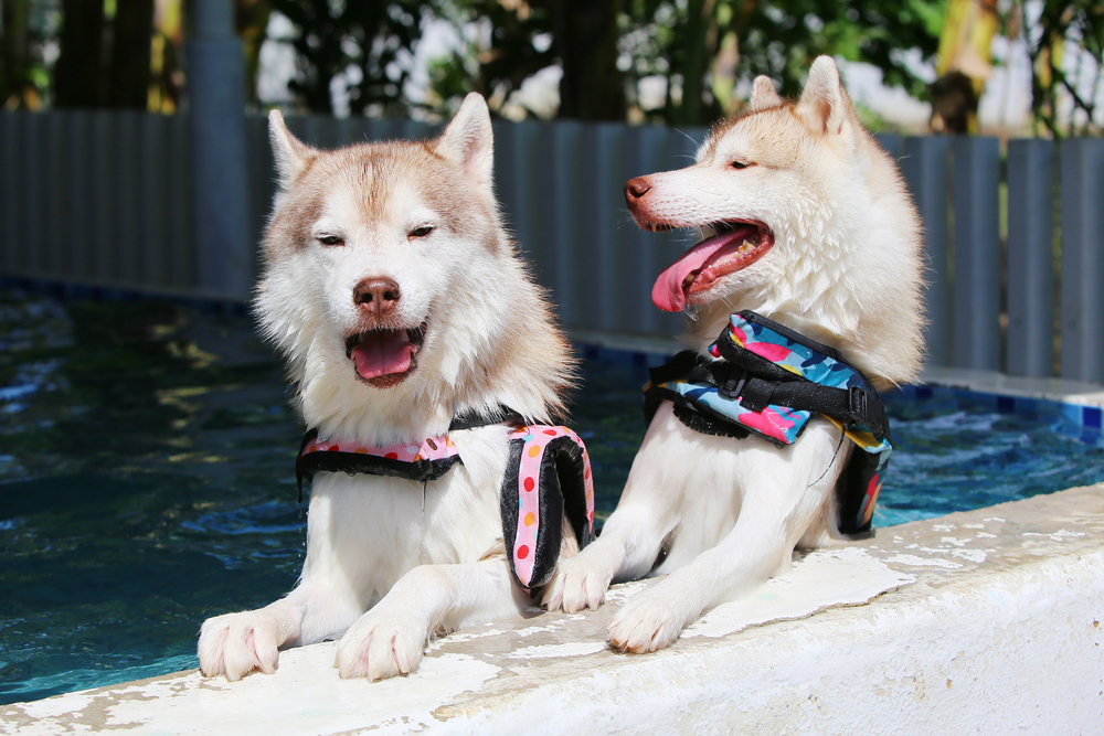 愛犬と夏を満喫しよう! 関東にある犬同伴OKのマリン&ウォータースポット