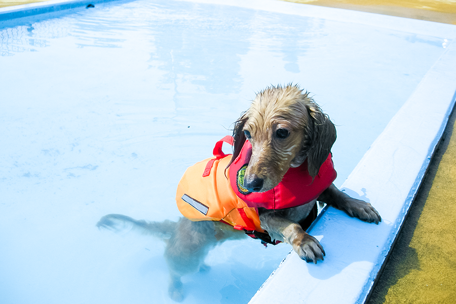 動物,犬,猫,しつけ,飼い方,育て方,病気,健康