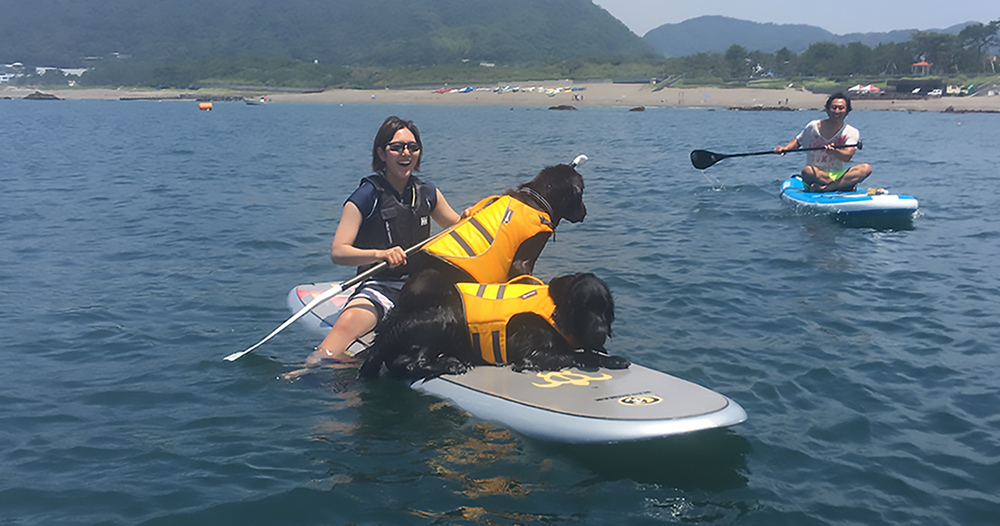 動物,犬,猫,しつけ,飼い方,育て方,病気,健康