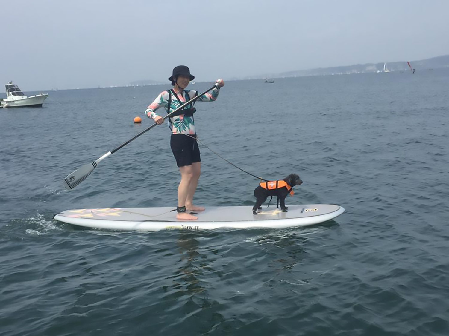 動物,犬,猫,しつけ,飼い方,育て方,病気,健康