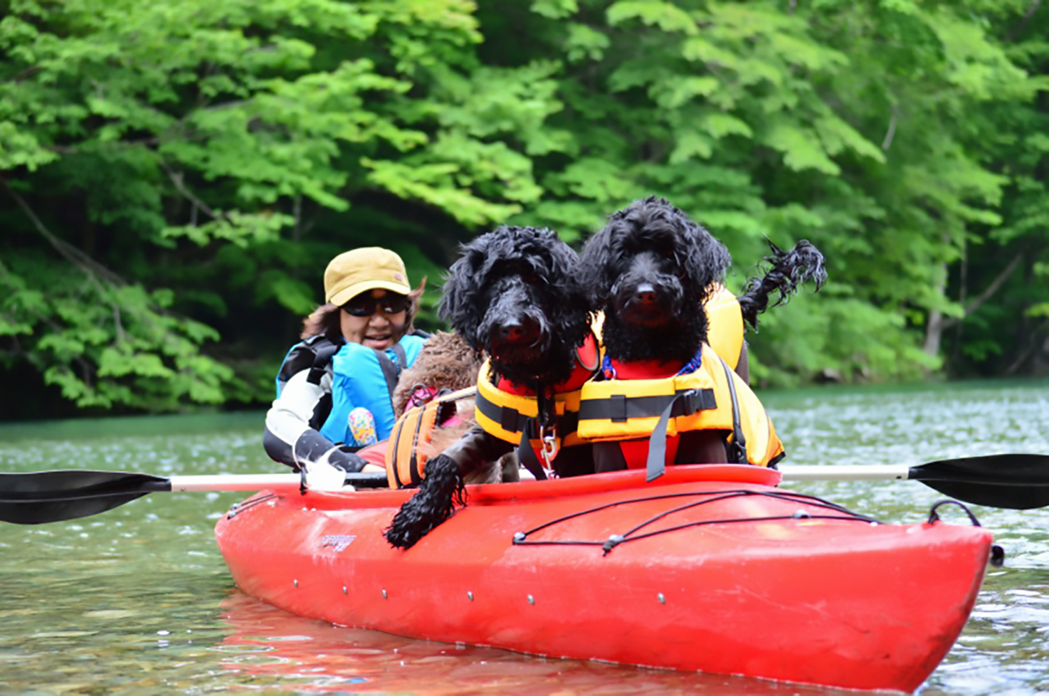 動物,犬,猫,しつけ,飼い方,育て方,病気,健康
