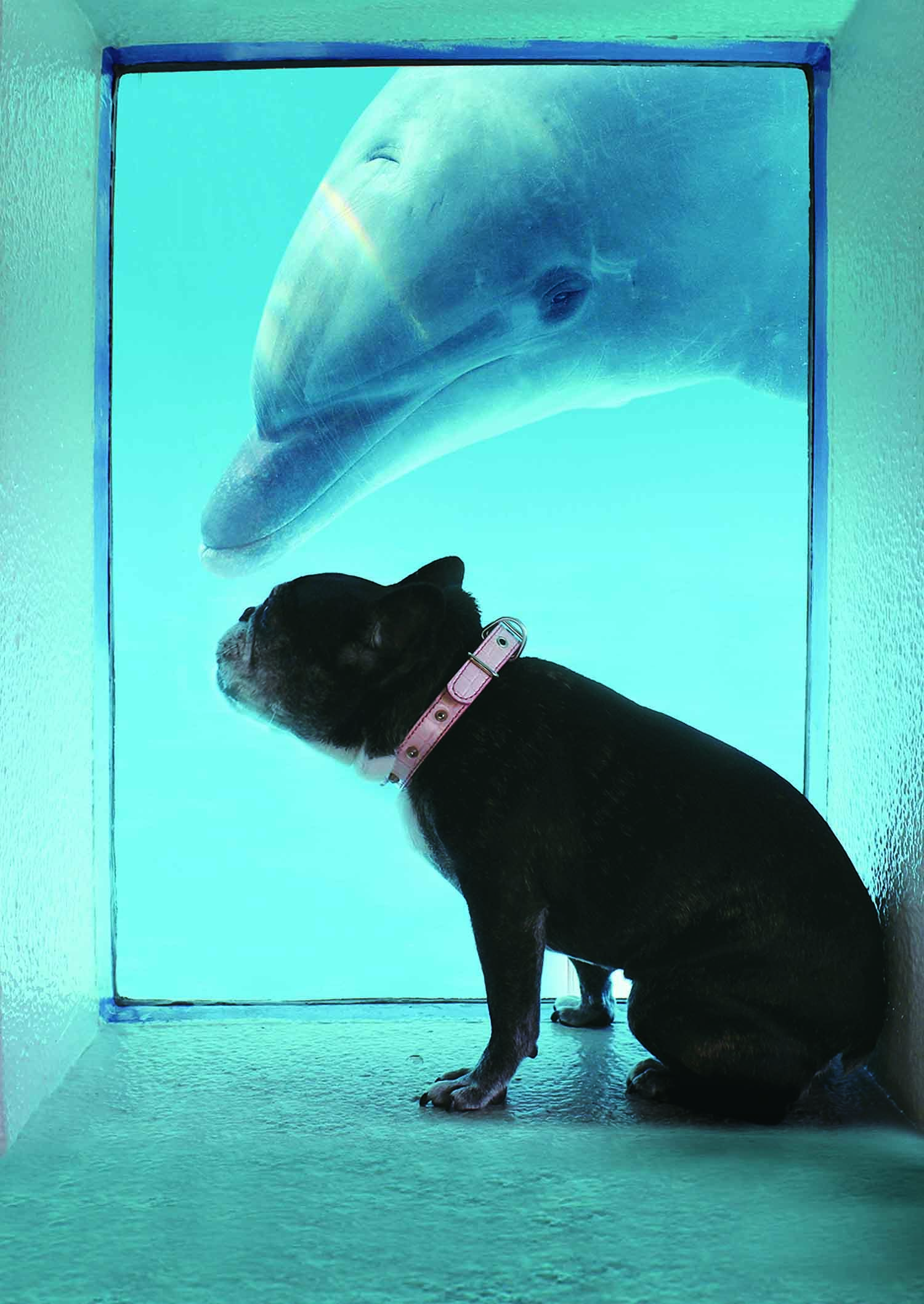動物,犬,猫,しつけ,飼い方,育て方,病気,健康