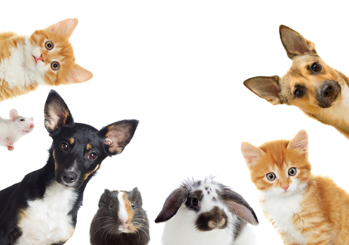 動物,犬,猫,しつけ,飼い方,育て方,病気,健康