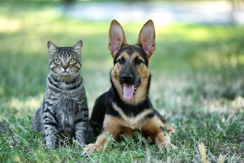 動物,犬,猫,しつけ,飼い方,育て方,病気,健康