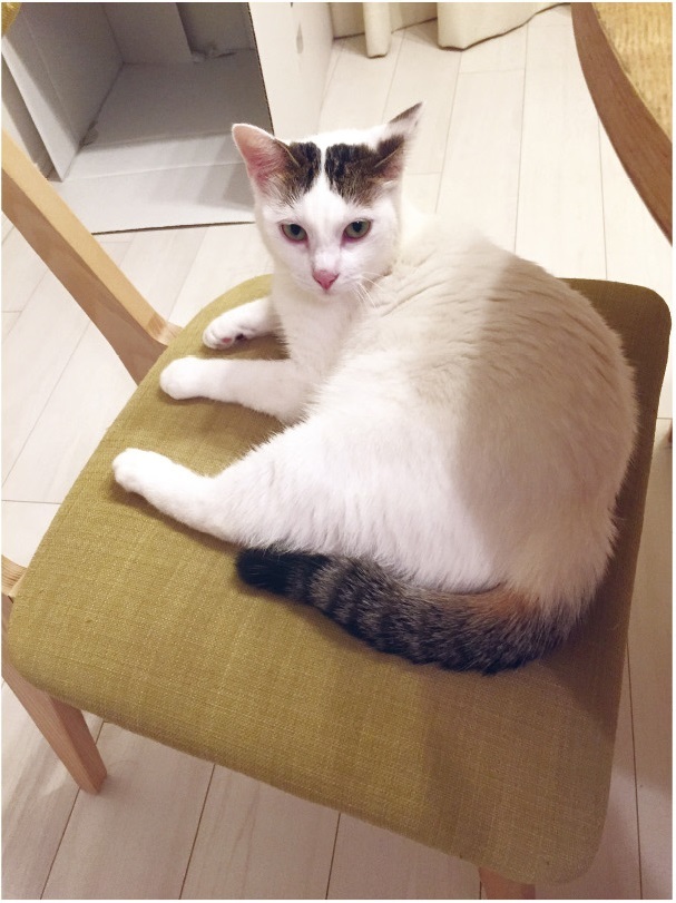動物,犬,猫,しつけ,飼い方,育て方,病気,健康