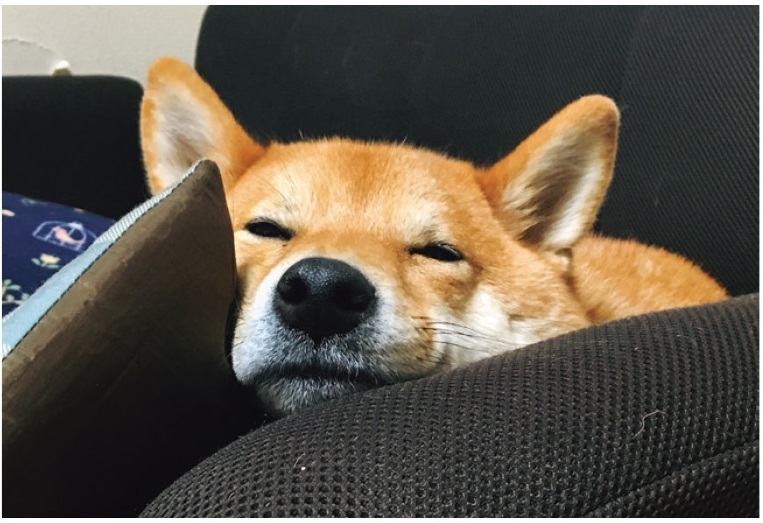 動物,犬,猫,しつけ,飼い方,育て方,病気,健康