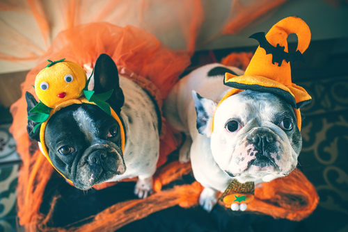 NYハロウィンパレードに学ぶ、今年のハロウィンを愛犬と一緒にお手軽&思いっきり楽しむ方法!