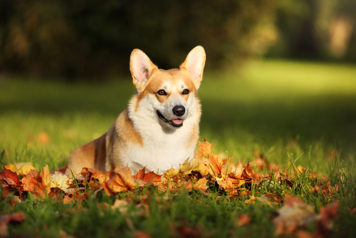 動物,犬,猫,しつけ,飼い方,育て方,病気,健康