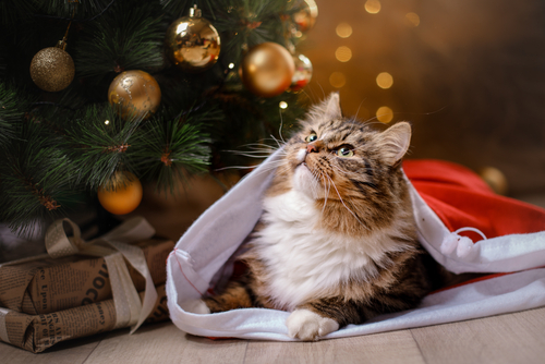 動物,犬,猫,しつけ,飼い方,育て方,病気,健康