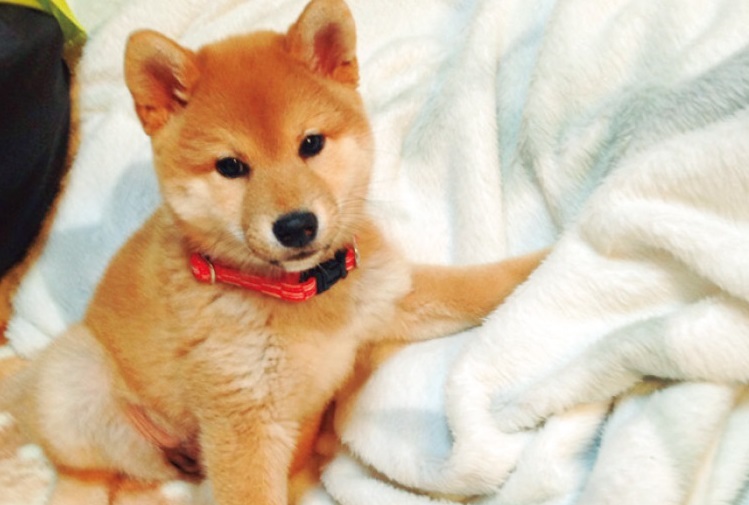 動物,犬,猫,しつけ,飼い方,育て方,病気,健康