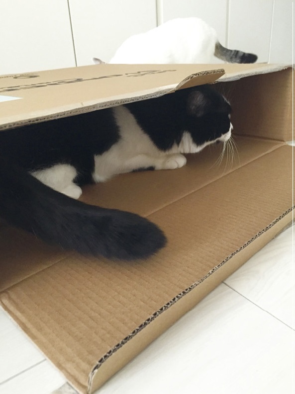 動物,犬,猫,しつけ,飼い方,育て方,病気,健康