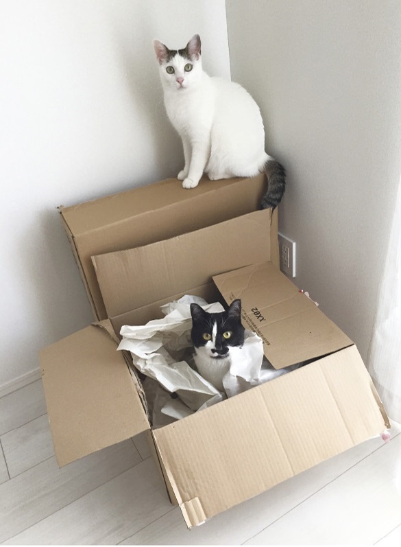 動物,犬,猫,しつけ,飼い方,育て方,病気,健康