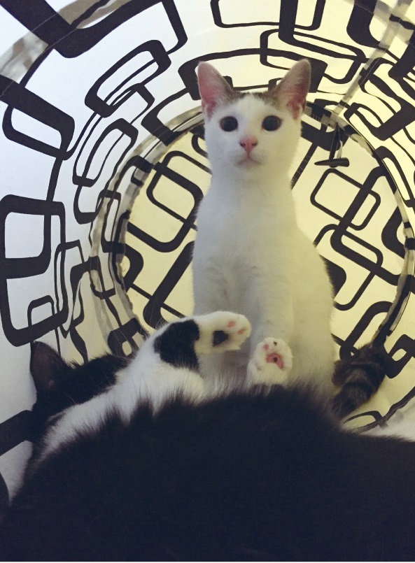 動物,犬,猫,しつけ,飼い方,育て方,病気,健康