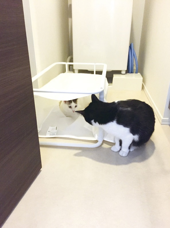 動物,犬,猫,しつけ,飼い方,育て方,病気,健康