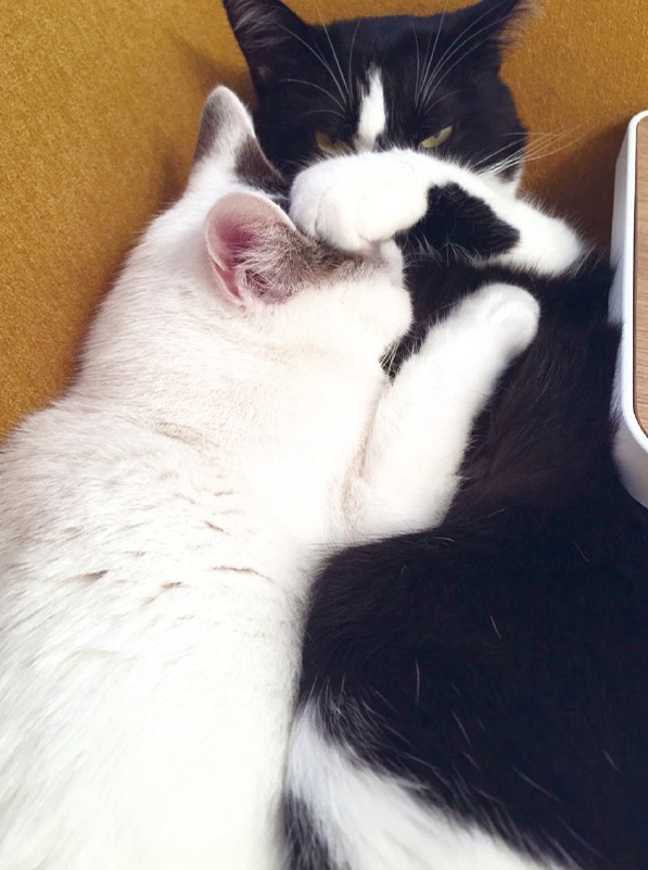 動物,犬,猫,しつけ,飼い方,育て方,病気,健康