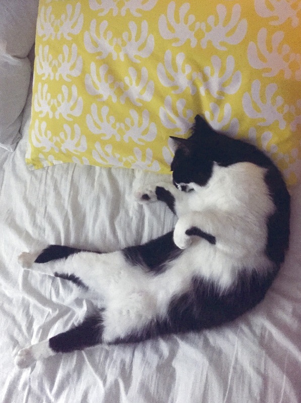 動物,犬,猫,しつけ,飼い方,育て方,病気,健康