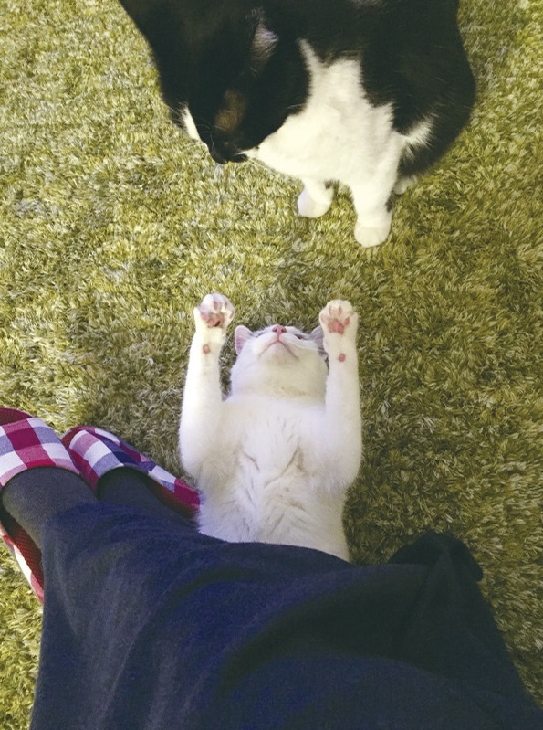 動物,犬,猫,しつけ,飼い方,育て方,病気,健康