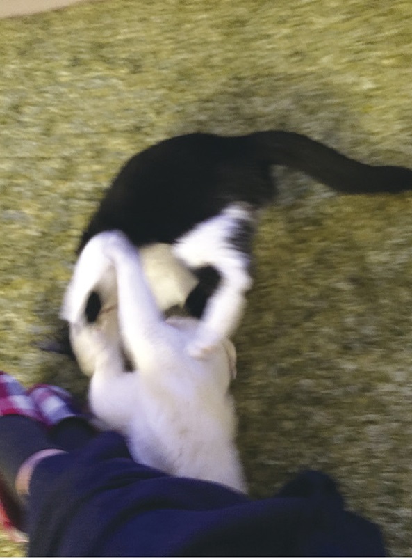 動物,犬,猫,しつけ,飼い方,育て方,病気,健康