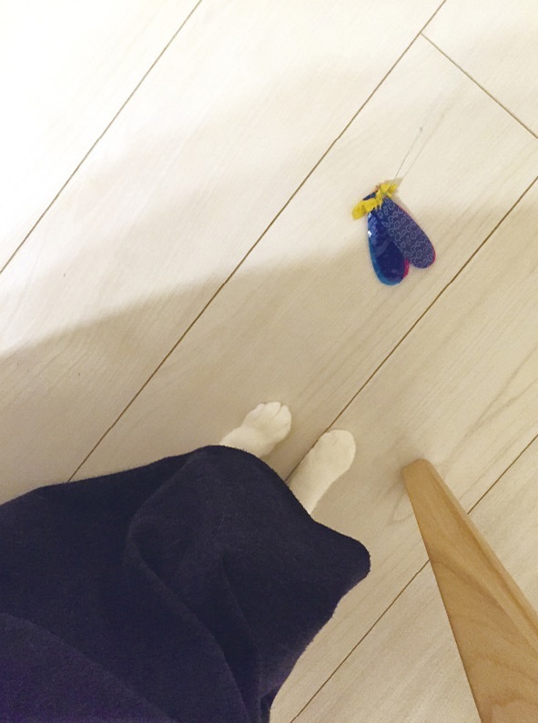 動物,犬,猫,しつけ,飼い方,育て方,病気,健康