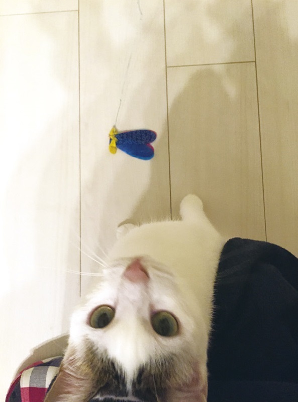 動物,犬,猫,しつけ,飼い方,育て方,病気,健康