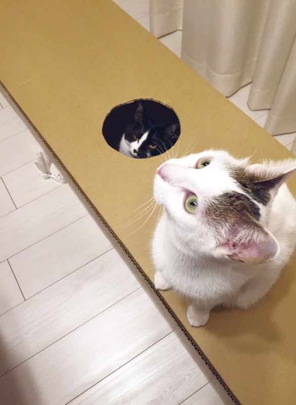 動物,犬,猫,しつけ,飼い方,育て方,病気,健康