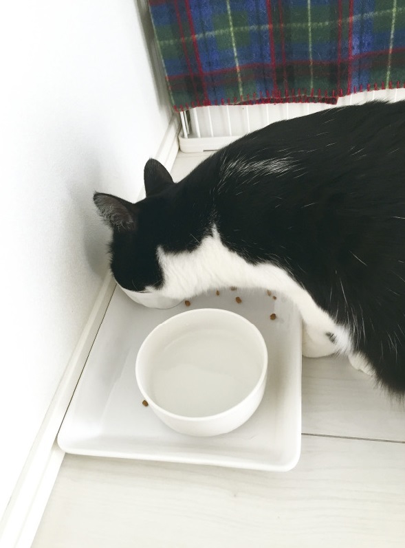 動物,犬,猫,しつけ,飼い方,育て方,病気,健康