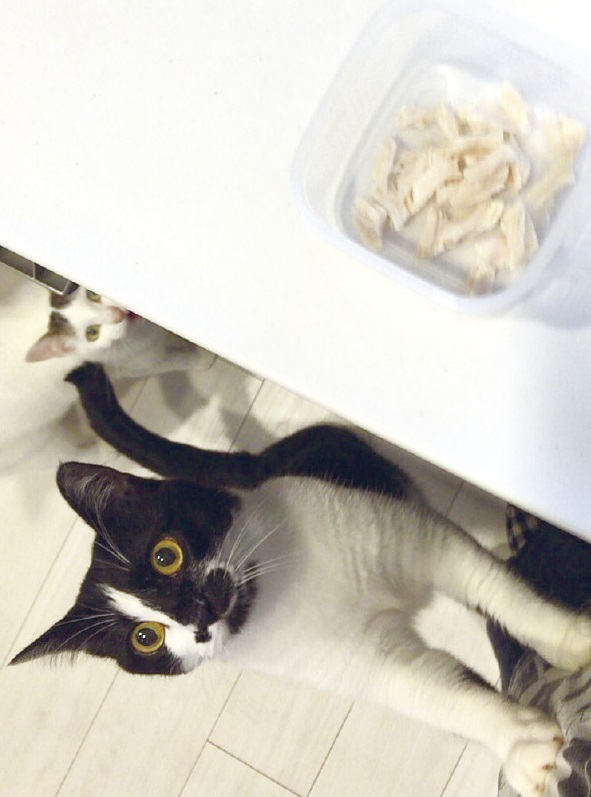 動物,犬,猫,しつけ,飼い方,育て方,病気,健康