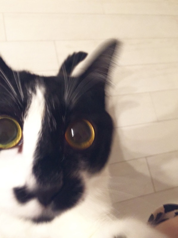 動物,犬,猫,しつけ,飼い方,育て方,病気,健康