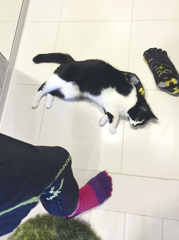 動物,犬,猫,しつけ,飼い方,育て方,病気,健康