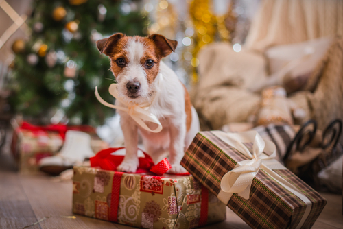 動物,犬,猫,しつけ,飼い方,育て方,病気,健康