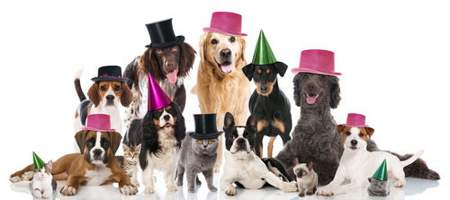 動物,犬,猫,しつけ,飼い方,育て方,病気,健康