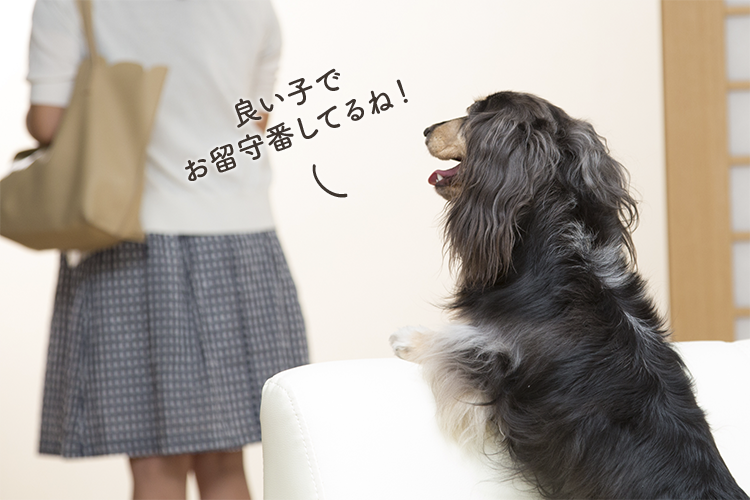 動物,犬,猫,しつけ,飼い方,育て方,病気,健康