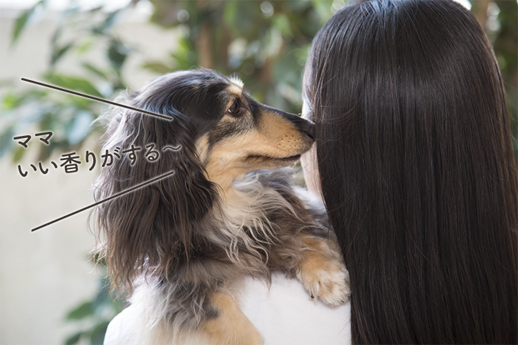 動物,犬,猫,しつけ,飼い方,育て方,病気,健康