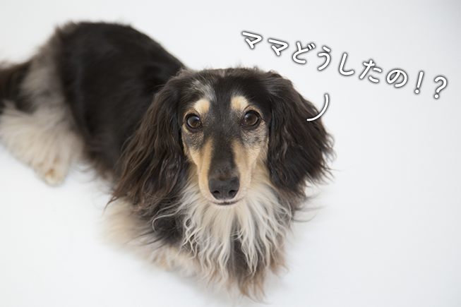 ワンちゃんは気づいてしまった!「ママどうしたの?最近とっても嬉しそうな秘密をおしえて!」