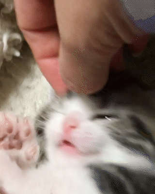 動物,犬,猫,しつけ,飼い方,育て方,病気,健康