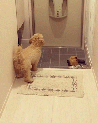 動物,犬,猫,しつけ,飼い方,育て方,病気,健康