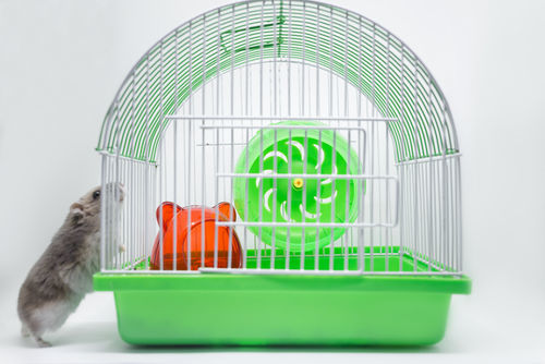 ilove/ Shutterstock.com