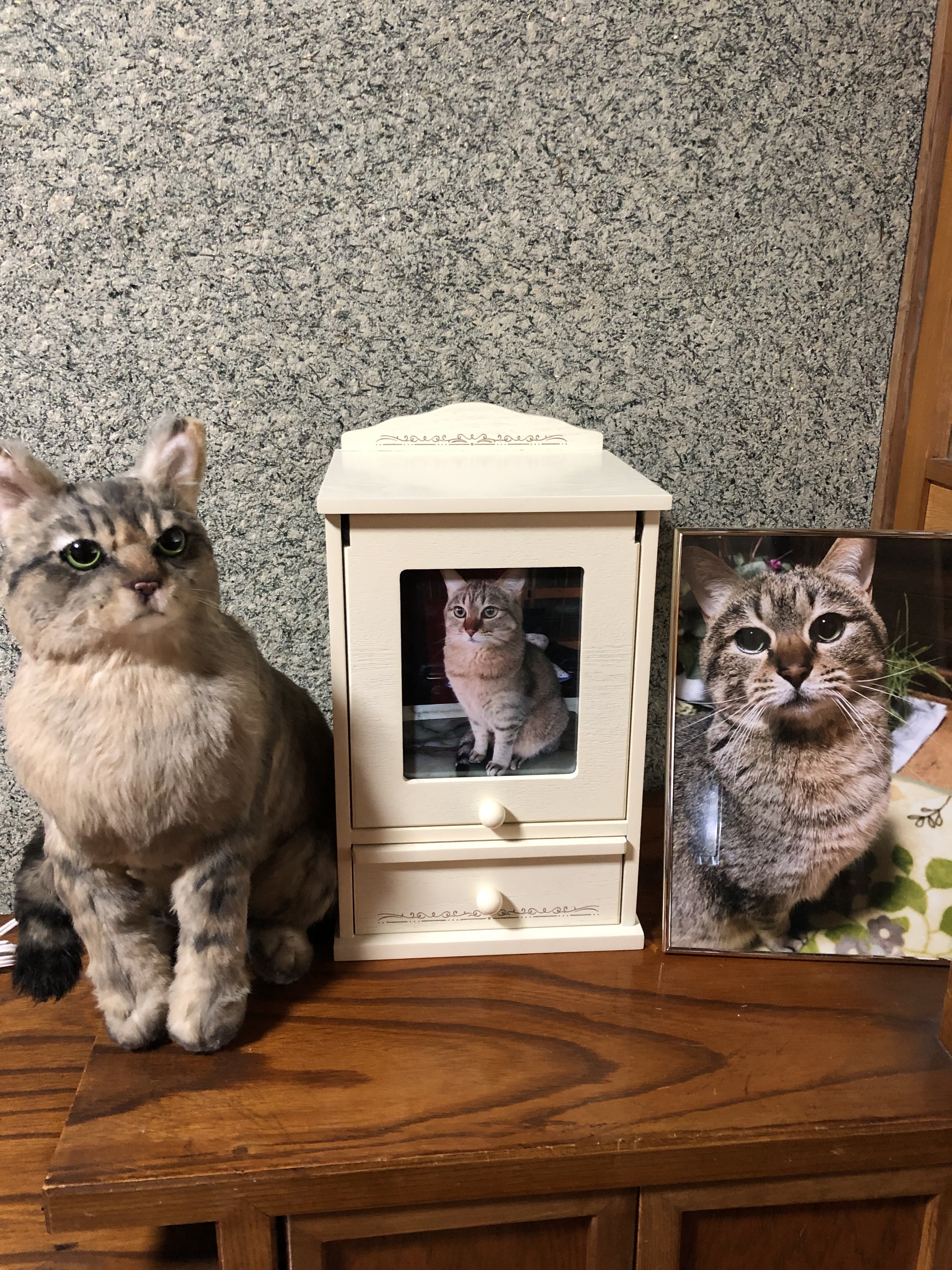 猫 ぬいぐるみ オーダーメイド オーダーメイドぬいぐるみ PECOHug ペコハグ