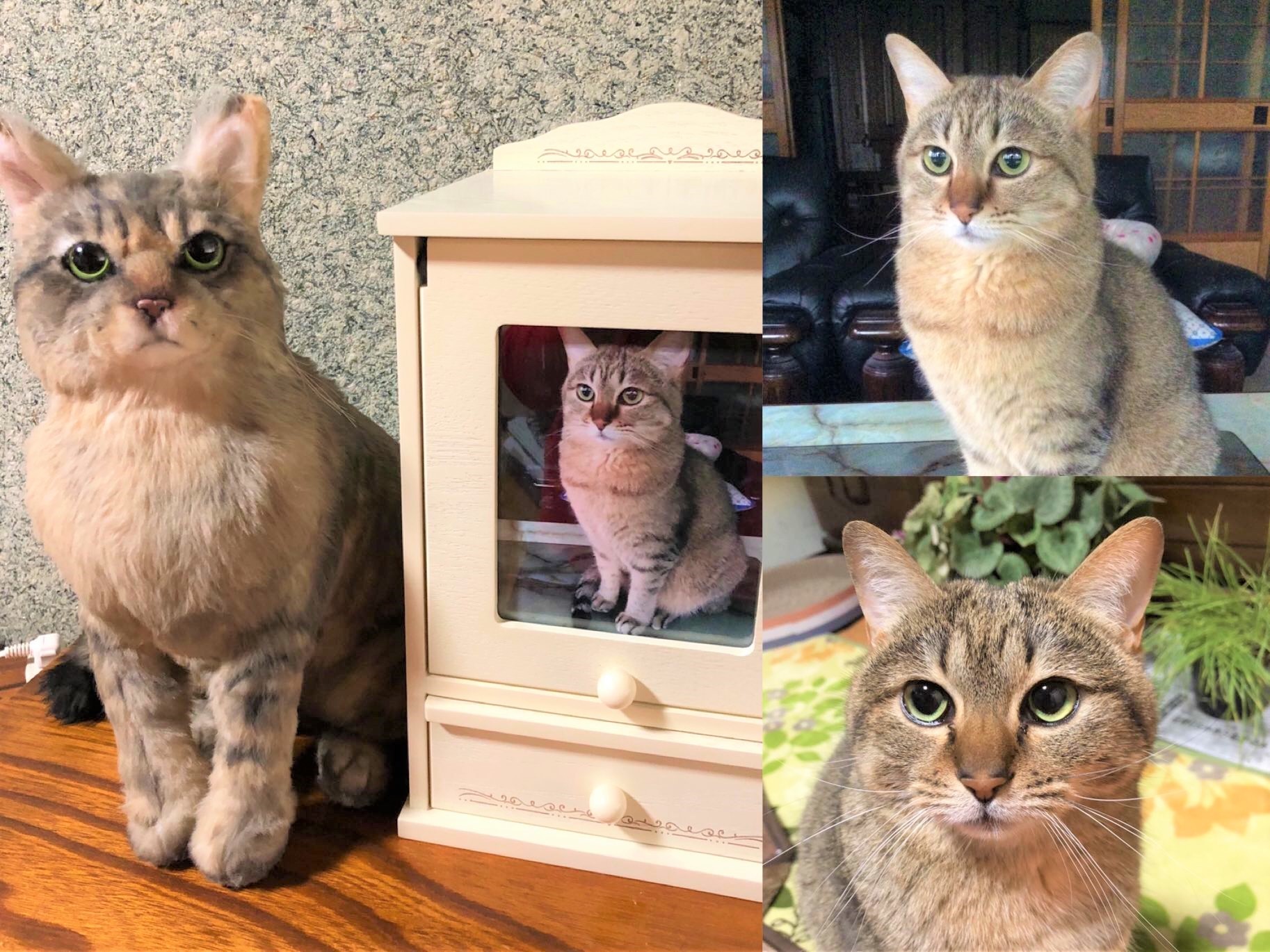 小さな猫が残してくれた、大きな愛のストーリー。