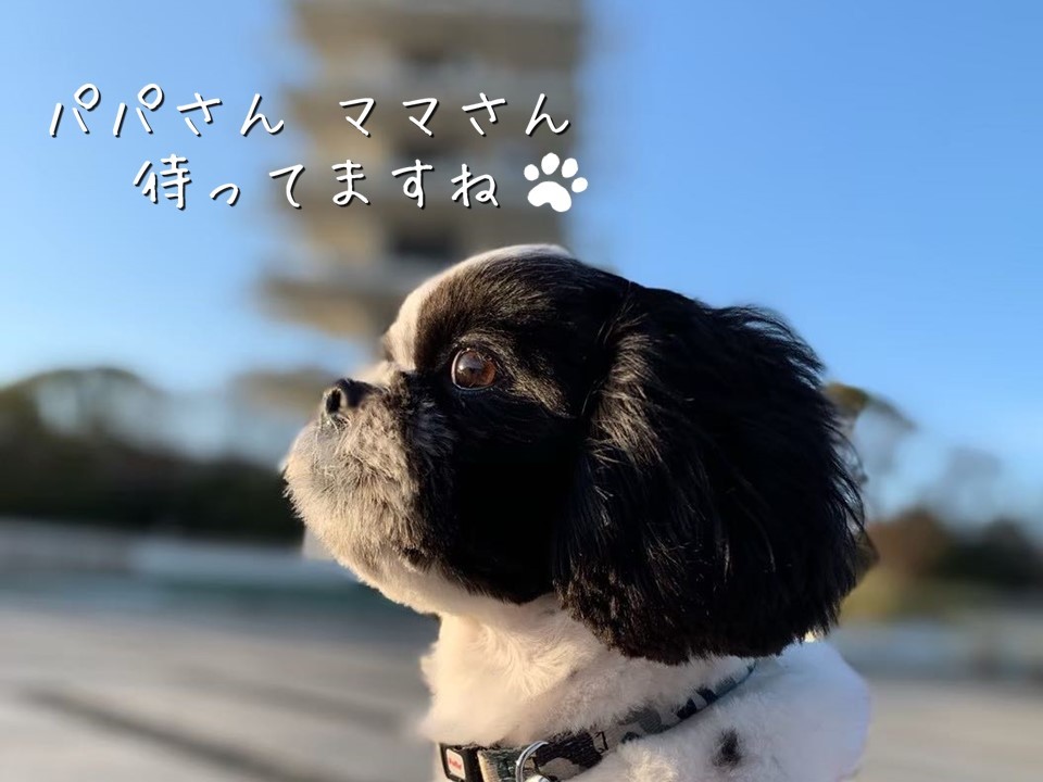動物,犬,猫,しつけ,飼い方,育て方,病気,健康