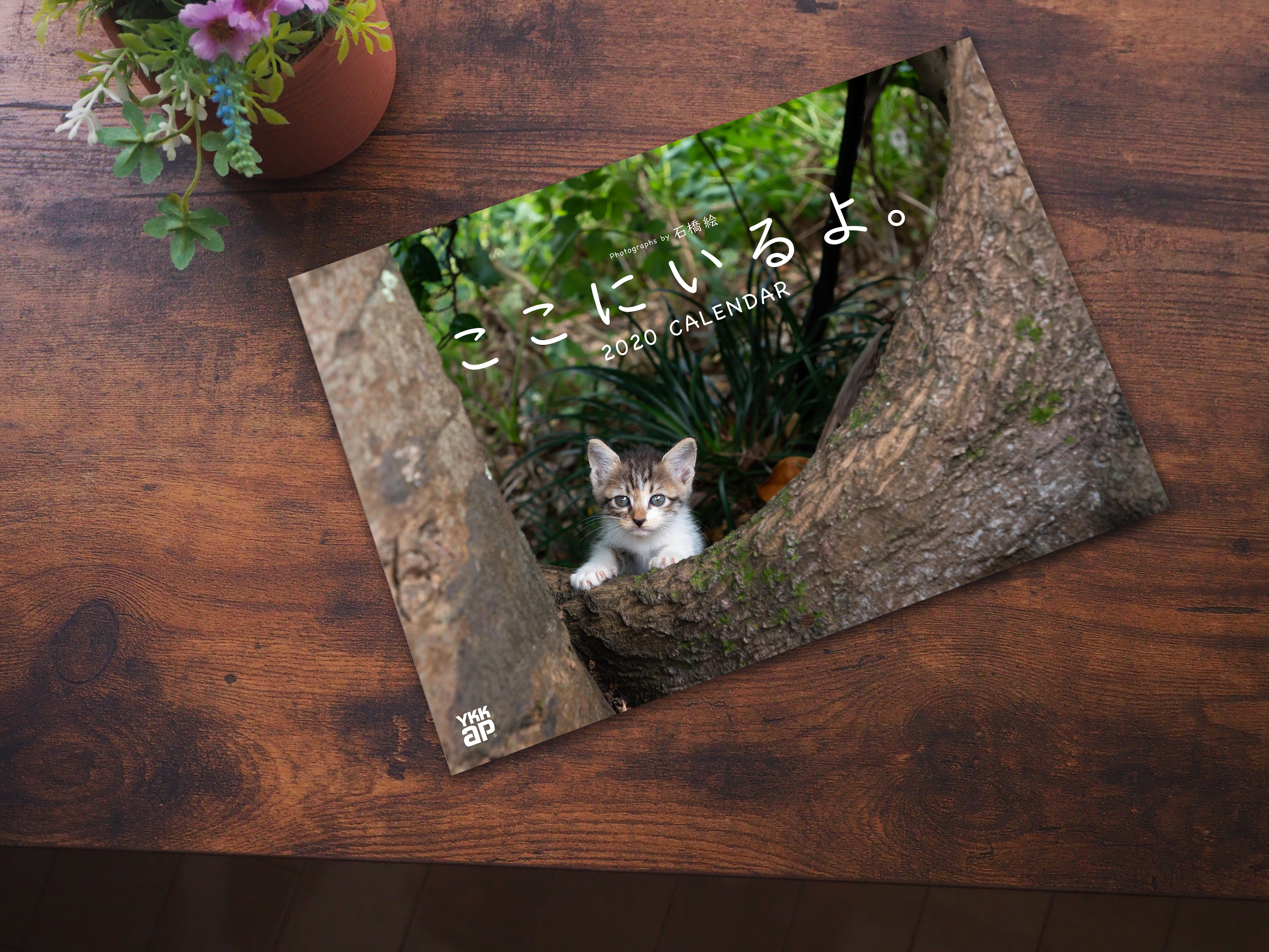 動物,犬,猫,しつけ,飼い方,育て方,病気,健康