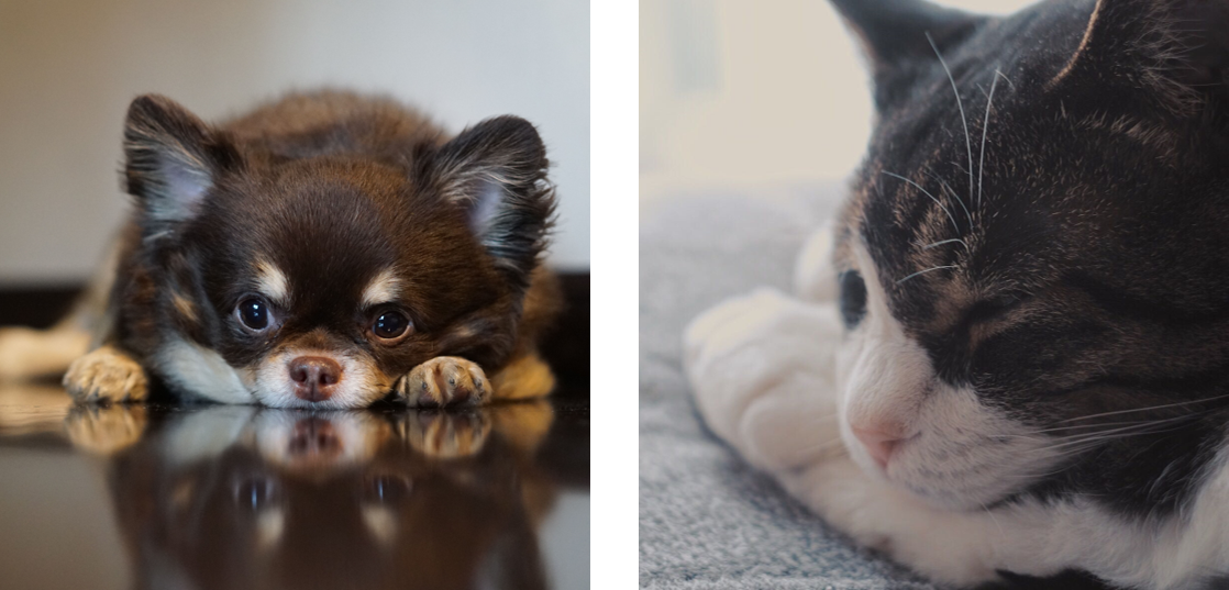 動物,犬,猫,しつけ,飼い方,育て方,病気,健康