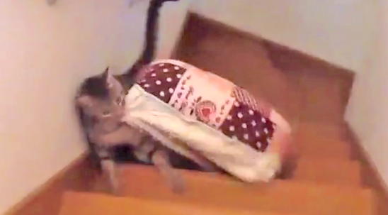 一生懸命に運んでいるベッドを落としちゃった! → ニャンコの見せた悲しみ反応が…(´;ω;`)
