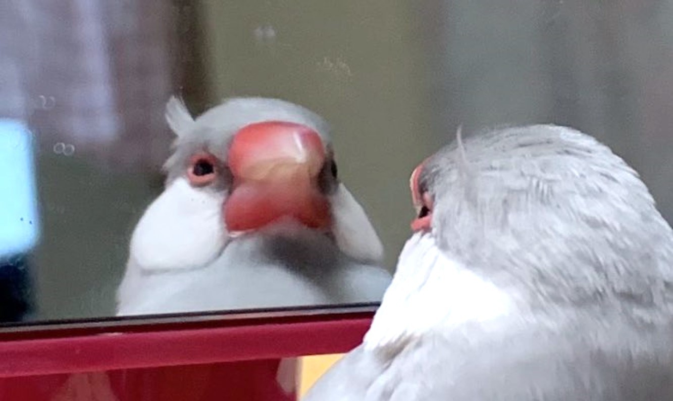 【寝癖見つけちゃった】眠そうに鏡を見つめる文鳥さん。ちょこんとハネた“寝癖”が可愛すぎます