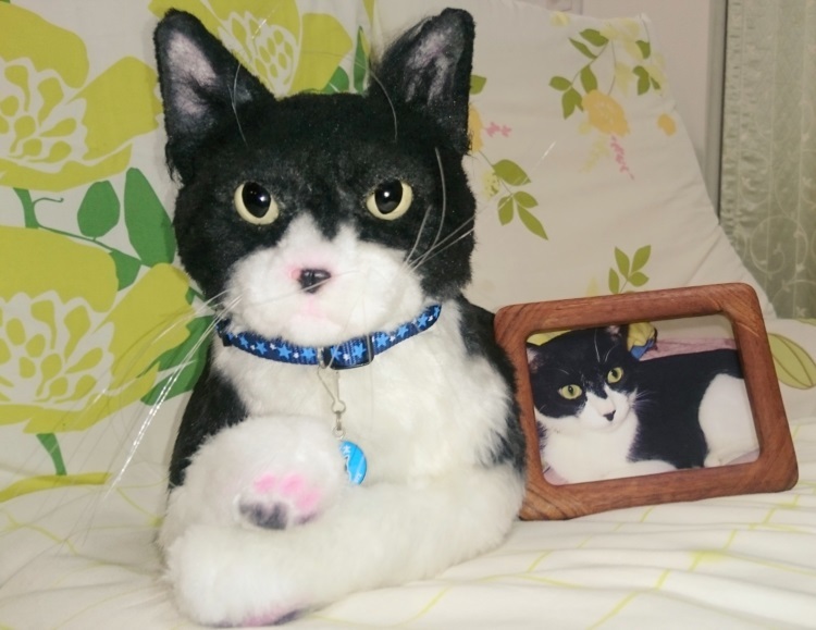 おかえりなさい 14年ともに暮らした愛猫が オーダーメイドぬいぐるみ になり帰ってきた Peco ペコ