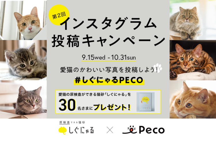 獣医師監修 猫のおしりがクサイ おしりのニオイの原因や 考えられる病気など Peco ペコ